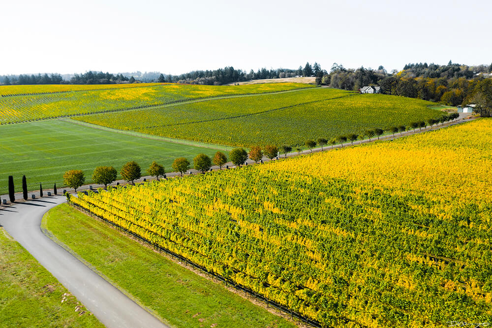 Photos with Communique Wines in McMinville, Oregon, in the Fall of 2020.
